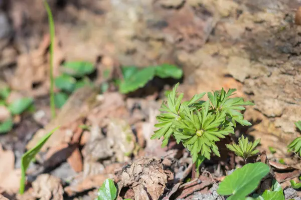 Yerde yeşil yapraklar