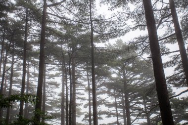 çam ormanı içinde sis.