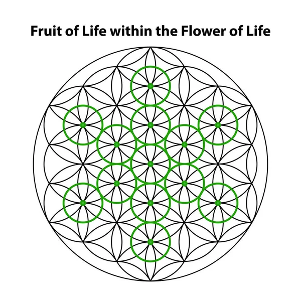 人生の果実 生命の花だ 怖い幾何学ベクトル設計要素 この宗教 精神性のシンボル 複雑なイラストで幾何学の世界を — ストックベクタ