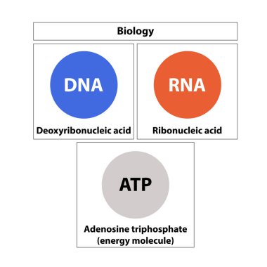 Biyolojik DNA, RNA ve ATP Açıklaması. vektör
