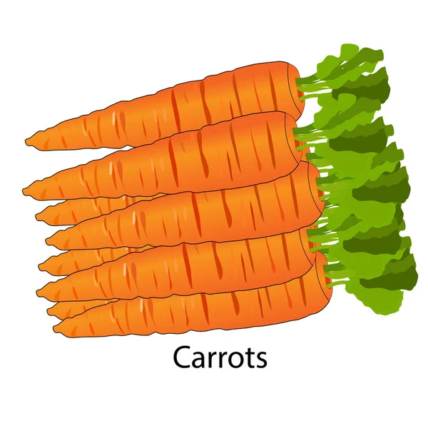 Frische Karotten Mit Grünen Stielen Isoliert Auf Weiß Seitenansicht Aus — Stockvektor