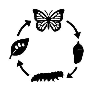 Kelebek Yaşam Döngüsü Metamorfoz Evresi Eğitici Yumurta, Tırtıl, Koza ve Yetişkin Kelebeği Çizimi