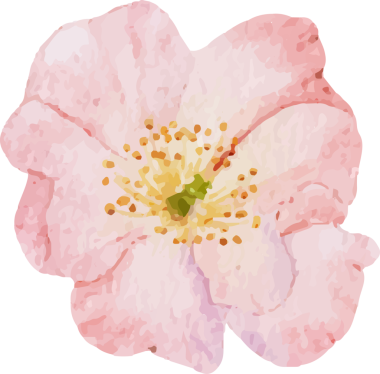 suluboya pembe Claire Martion İngiliz gül buketi elementi