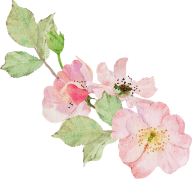 Çiçek açan suluboya pembe eski gül Claire Martin İngiliz gül buket çelengi köşesi için