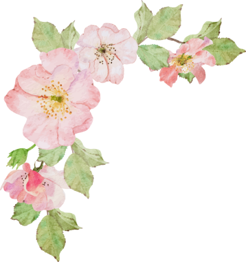 suluboya çiçek pembe eski gül Claire Martin İngiliz gül çiçeği buket çelenk köşesi