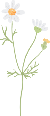 Beyaz papatya çiçeği çizilmiş çok güzel bir el