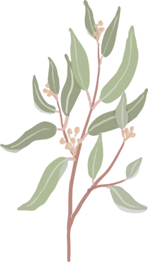 El yapımı organik tohum tohumu okaliptüs yaprakları dalı