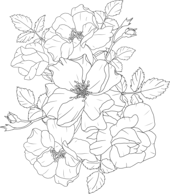 Karalama çizgisi. Gül çiçeği buketi elementleri.