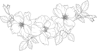 Karalama çizgisi. Gül çiçeği buketi elementleri.