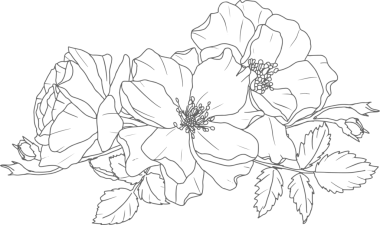 Karalama çizgisi. Gül çiçeği buketi elementleri.