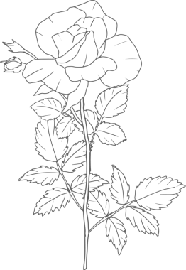 Karalama çizgisi. Gül çiçeği buketi elementleri.