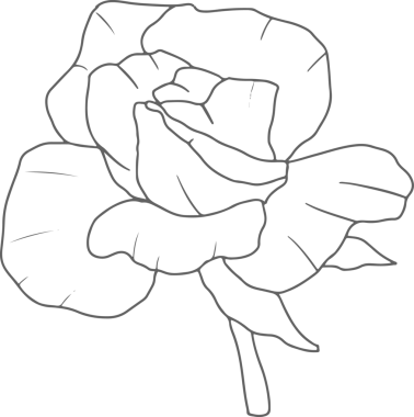 Karalama çizgisi. Gül çiçeği buketi elementleri.