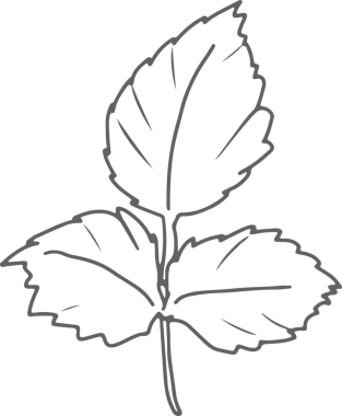 Karalama çizgisi. Gül çiçeği buketi elementleri.