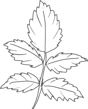 Karalama çizgisi. Gül çiçeği buketi elementleri.