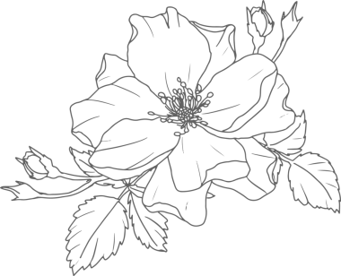 Karalama çizgisi. Gül çiçeği buketi elementleri.