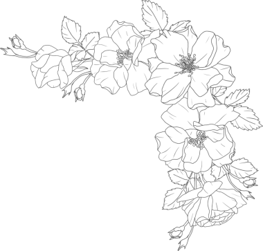 Karalama çizgisi. Gül çiçeği buketi elementleri.