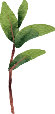 suluboya ayçiçeği ve beyaz şakayık çiçeği buketi elementleri