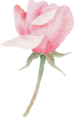 suluboya çiçek açan pembe gül dalı buket elementleri