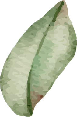 suluboya çiçek açan pembe gül dalı buket elementleri