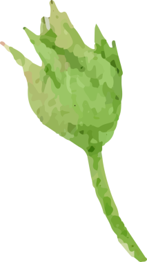 suluboya pembe Claire Martion İngiliz gül tomurcuğu buketi