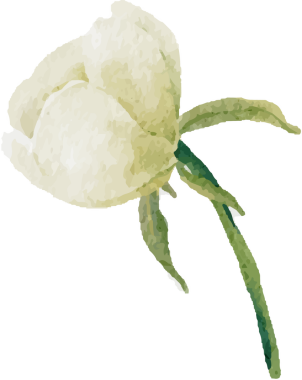 suluboya beyaz şakayık ve gül yapraklı buket çelenk çerçevesi