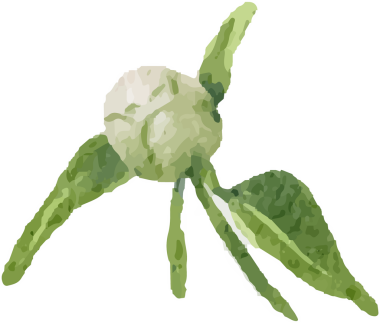 suluboya beyaz şakayık ve gül yapraklı buket çelenk çerçevesi