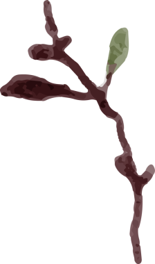 suluboya beyaz manolya çiçeği ve yaprak buketi elementleri