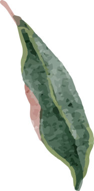 suluboya beyaz manolya çiçeği ve yaprak buketi elementleri