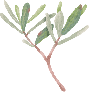 suluboya yeşil Podocarpus polistachy yaprak sapı elementleri