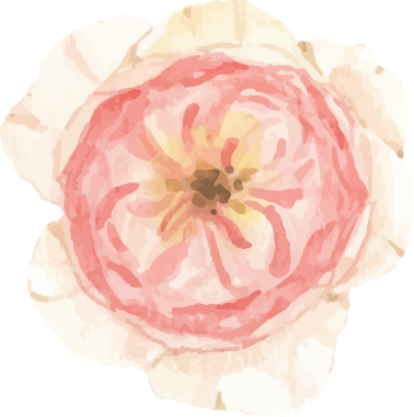 suluboya güzel İngiliz gül elementleri