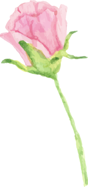 suluboya güzel İngiliz gül elementleri