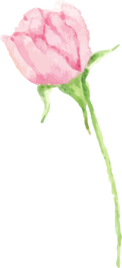 suluboya güzel İngiliz gül elementleri