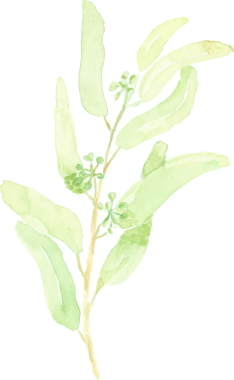 suluboya el yeşil tohumlu okaliptüs yaprağı dalını çekti