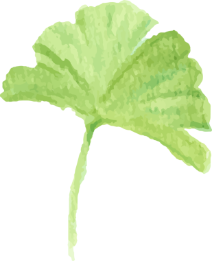 suluboya yeşil ginkgo yaprağı dalı