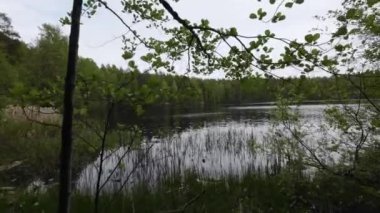 Etrafı bereketli ağaçlarla çevrili Serene Gölü. Vahşi doğa, ormanda çimen ve nilüferlerle dolu bir gölet. POV.