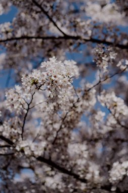 Parlak mavi gökyüzüne karşı canlı beyaz çiçeklerle süslenmiş kiraz ağacının nefes kesici manzarasının tadını çıkar.