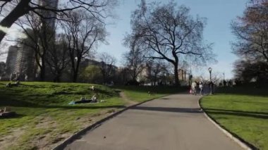 NEW YORK, ABD - 30 Mart 2024: Açık mavi gökyüzü altındaki canlı bir parktaki yeşil ve uzun ağaçlı asfaltlı bir yolun manzarası