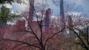 New York Central Park 'ta açık mavi bir gökyüzünün altında zarif bir şehir siluetini çerçeveleyen kiraz çiçeklerini gösteren canlı bir manzara..