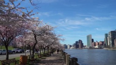 Nehir kenarındaki yolda, güzel kiraz çiçekleri ardında canlı bir şehir silueti olan çarpıcı bir görüntü oluşturur. New York, Roosevelt Adası.