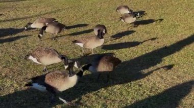 Resimli bir kaz sürüsü, güneşli bir park ortamında bulunan yemyeşil çimlerin üzerinde gün içinde yiyecek arıyor.
