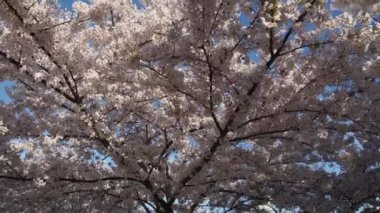 Canlı çiçeklerle süslenmiş nefes kesici bir kiraz ağacı parlak mavi bir gökyüzüne karşı güzel duruyor.