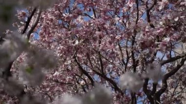 Zarif pembe manolyalar güzel bahar mevsiminde doğanın inanılmaz güzelliğini sergiliyor.