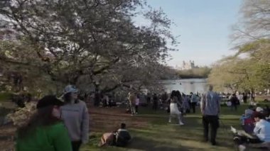 NEW YORK, ABD - 30 Mart 2024 İlkbaharı göl kenarında kutlayan, göz kamaştırıcı kiraz çiçekleriyle süslenmiş insanların canlı bir sahnesi. NYC 'deki Central Park
