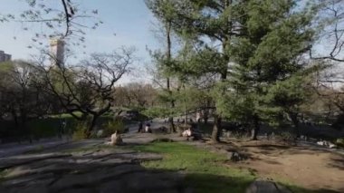 NEW YORK, ABD - 30 Mart 2024: Canlı yeşillikler ve uzun ağaçlarla dolu sakin bir parkta, ziyaretçiler güneşli bir bahar gününün keyfini çıkarıyorlar. Central Park, NYC gökyüzü