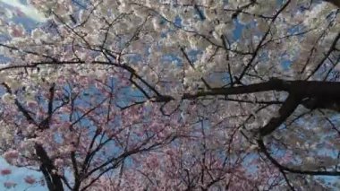 Göz kamaştırıcı kiraz çiçekleri tamamen açarak açık mavi gökyüzünün altında renkli bir bahar manzarası yaratıyor.