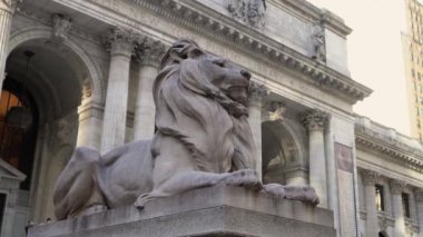 Büyüleyici ve görkemli bir aslan heykeli zarif bir şekilde New York 'taki büyük ve tarihi bir kütüphanenin girişini koruyor.