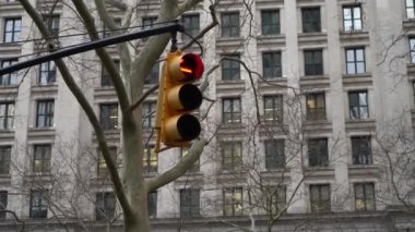 New York 'taki bir ağaç dalından eşsiz bir şekilde askıya alınmış canlı sarı trafik ışığı görüntüsü.