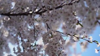 Narin beyaz kiraz çiçekleri, canlı mavi gökyüzünün karşısında güzel bir kontrastla, ilkbaharın gelişini simgeliyor.