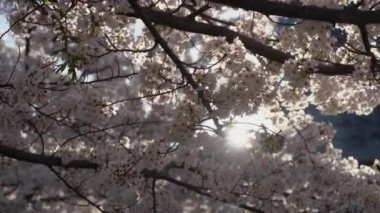 Canlı çiçeklerle süslenmiş nefes kesici bir kiraz ağacı parlak mavi bir gökyüzüne karşı güzel duruyor.