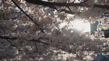 Canlı çiçeklerle süslenmiş nefes kesici bir kiraz ağacı parlak mavi bir gökyüzüne karşı güzel duruyor.